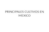 Principales Cultivos en Mexico