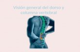 Visión general del dorso y columna vertebral