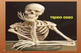 Tejido Oseo - Osteologia