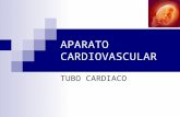 Embriolog­a Aparato Cardiovascular