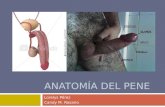 Anatomía del pene 2