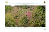 Flora Nectarifera y Polinifera Del Estado de Chiapas