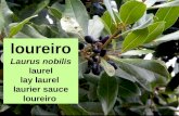 Loureiro (Laurus nobilis)
