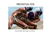 Clase Biologia 4: Musculos (esteticista corporal)