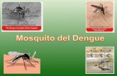 Mosquito  Dengue