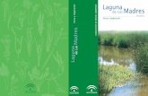 Estudio de la flora y vegetación en el paisaje de la Laguna de las Madres (Huelva) - 2007