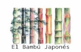 Bambú JaponéS.Pps  1
