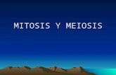 Mitosis y Meiosis Est