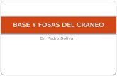 4.) Bases del Cráneo y Fosas del Cráneo - Prof. Pedro Bolívar