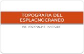 10.) Topografía del Esplacnocráneo - Prof. Carlos Pinzón, Prof. Pedro Bolívar