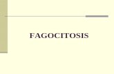 Inmunología - Fagocitosis