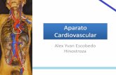 Anatomía de Tórax: Aparato Cardiovascular (Corazón)