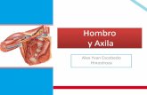 Anatomia del miembro superior: Hombro y axila