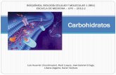 Tema 4 Carbohidratos