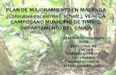 Plan de Majoramiento en Malanga (Colocasia Esculenta9 (1)