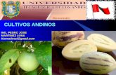 Cultivos Andinos Clase 15 Pepino Dulce