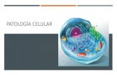 Tema 2 patología celular