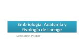 Embriología, anatomía y fisiología de laringe