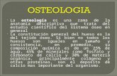 Iii.  osteologia