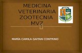 Medicina veterinaria zootecnia
