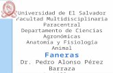 FANERAS-ANATOMIA Y FISIOLOGIA ANIMAL