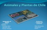 Animales Y Plantas De Chile 2003