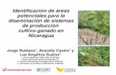 Agroforestry Nicaragua