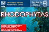 seminario rhodophytas (1)