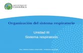 Organización del sistema respiratorio Unidad III Sistema respiratorio Dra. Adriana Suárez Urhan MSc. Profesora Asociada.