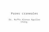 Pares craneales Dr. Ruffo Alonso Aguilar Chong.. V par. trigémino Tiene dos raíces. Sensorial y motora La sensorial tiene tres ramas: oftálmica, maxilar.