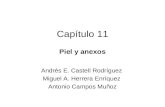 Capítulo 11 Piel y anexos Andrés E. Castell Rodríguez Miguel A. Herrera Enríquez Antonio Campos Muñoz.