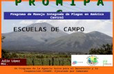 Un Programa de la Agencia Suiza para el Desarrollo y la Cooperación-COSUDE, Ejecutado por Zamorano Julio López MSc. ESCUELAS DE CAMPO P R O M I P A C.