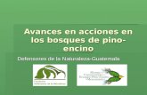 Avances en acciones en los bosques de pino-encino Defensores de la Naturaleza-Guatemala.
