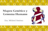 Dra. Mildred Jiménez Mapeo Genético y Genoma Humano.