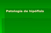 Patología de hipófisis. El hipotálamo y la hipófisis forman una unidad que ejerce control en la función de varias glándulas endocrinas: El hipotálamo.