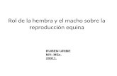 Rol de la hembra y el macho sobre la reproducción equina RUBEN URIBE MV; MSc. 20011.