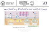 Ventilación y Perfusión de los Pulmones Dra. Adriana Suárez Urhan MSc. Profesora Asociada.
