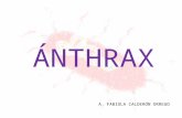 ÁNTHRAX A. FABIOLA CALDERÓN ORREGO. El ántrax fue la primera enfermedad infecciosa en la que se demostró que una bacteria era el agente causal. Robert.