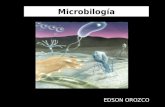 Microbilogía EDSON OROZCO. bacterias Protozooarios algas hongos virus Microorganismos con y sin organización celular No tienen membranas plasmáticas.