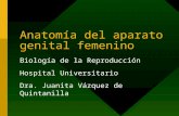 Anatomía del aparato genital femenino Biología de la Reproducción Hospital Universitario Dra. Juanita Vázquez de Quintanilla.