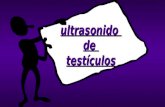 ultrasonido de testículos ANATOMIA: Capas de tejido de la pared escrotal de afuera hacia adentro: - piel - túnica vaginal - dartos - túnica albuginea.