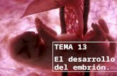 TEMA 13 El desarrollo del embrión.. Al igual que en el ser humano, tras la fecundación se produce una célula llamada cigoto. Éste se va dividiendo celularmente.