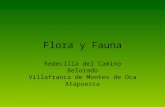 Flora y Fauna Redecilla del Camino Belorado Villafranca de Montes de Oca Atapuerca.