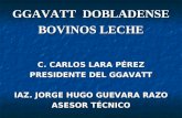 GGAVATT DOBLADENSE BOVINOS LECHE C. CARLOS LARA PÉREZ PRESIDENTE DEL GGAVATT IAZ. JORGE HUGO GUEVARA RAZO ASESOR TÉCNICO.