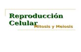 Reproducción Celular Mitosis y Meiosis. La Reproducción Celular es la base del crecimiento de los organismos.