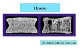 Hueso Dr. Pablo Monge Zeledón. Tejido óseo 1.Componente mineral (65%) Calcio, fósforo, magnesio, sodio y otros 2.Matriz orgánica (33%) Colágeno tipo I.