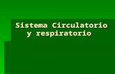 Sistema Circulatorio y respiratorio. 2 Sistema circulatorio y respiratorio.