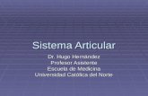 Sistema Articular Dr. Hugo Hernández Profesor Asistente Escuela de Medicina Universidad Católica del Norte.