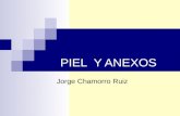 PIEL Y ANEXOS Jorge Chamorro Ruiz. PIEL Y ANEXOS Funciones: Actua como una barrera,que proteje contra agentes físicos, químicos y biológicos del medio.