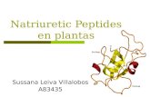 Sussana Leiva Villalobos A83435 Natriuretic Peptides en plantas.